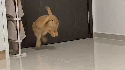 Rabbit binky in slow motion