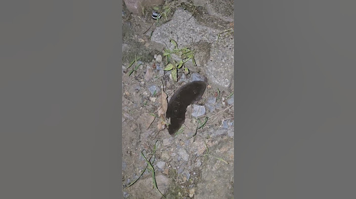 A blind animal appears in the yard of a country house late at night. (A big commotion)