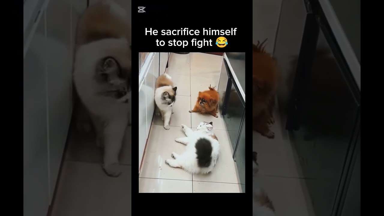 He sacrifice himself 😂 