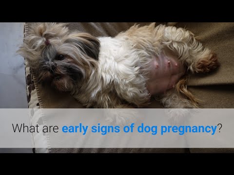 how old can shih tzu get pregnant