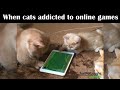 Funny cats addicted to online games - Just For Laughs Funny Animal Videos