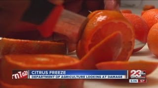 Freezing temperatures lead to little damage for citrus crops