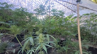 Guerilla grow 🇬🇧🥷 site2 got some chopping to do 👌😤 