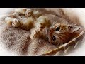 子猫 VS 先住猫　保護した子猫とのお別れ