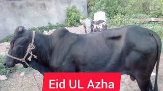 Eid UL Azha 2019  cow Qurbani pind Sawika