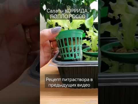 Как вырастить #салат