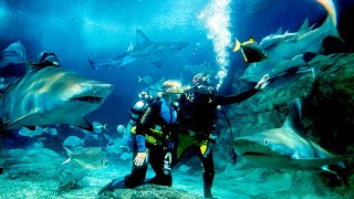 Inside Melbourne Sealife Aquarium - Melbourne, Australia