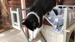 30th September by Brankley Cattery 109 views 5 years ago 4 minutes, 37 seconds