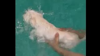 My puppy first time swimming /اول مره كلبتي تسبح