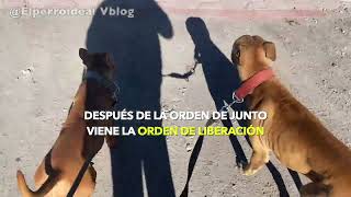 Mis perros ven un caballo por primera vez y así respondieron by Elperroideal 1,796 views 6 months ago 9 minutes, 11 seconds