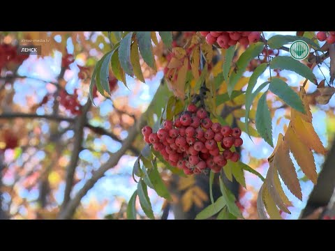 Какие приметы связаны с рябиной?