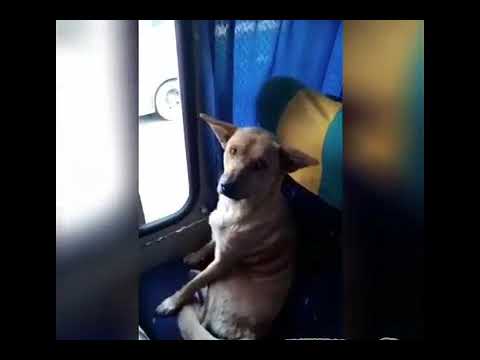 Homeless dog gets on bus and sits in passenger seat Driver says it’s wonderful