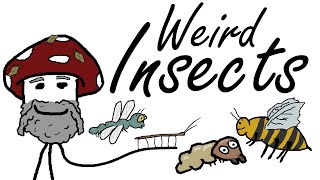 Weird Insects and Their History