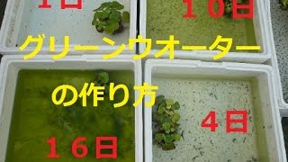 グリーンウォーター アオコの作り方 稚魚飼育に役立つ水作りを