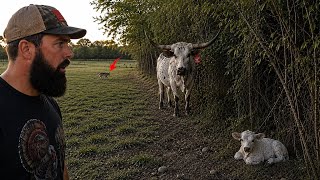 New Calf Completely Disappeared…