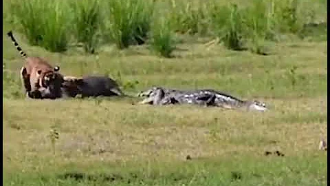 Tiger Hunting wild boar Vs crocodile