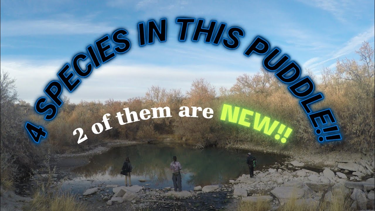 The Konman catches 4 species and 2 of them are NEW species!!