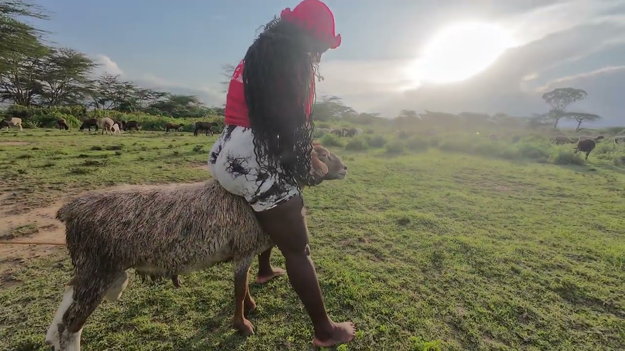 Rural life,Riding a big sheep 