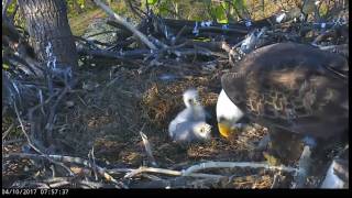 DC EAGLE CAM 4-10-17:   Special of the Day - Squirrel!