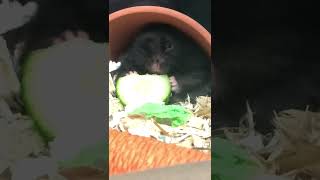 Hamster Celebrities and Paparazzi by R 98 views 1 year ago 1 minute, 52 seconds