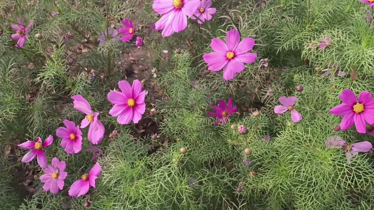 খুলনা হাদিস পার্ক 