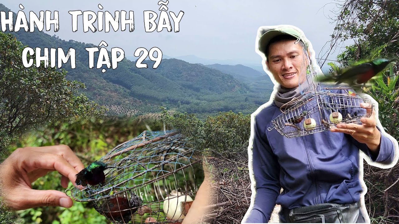 Hành Trình Bẫy Chim Tập 29 | Chim Rừng Mùa Này Rất Hung Dữ