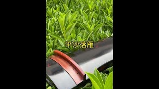 丝弦平沙落雁,桐木琴~#民族乐器 #古琴#国风 #传统曲目#北平沙