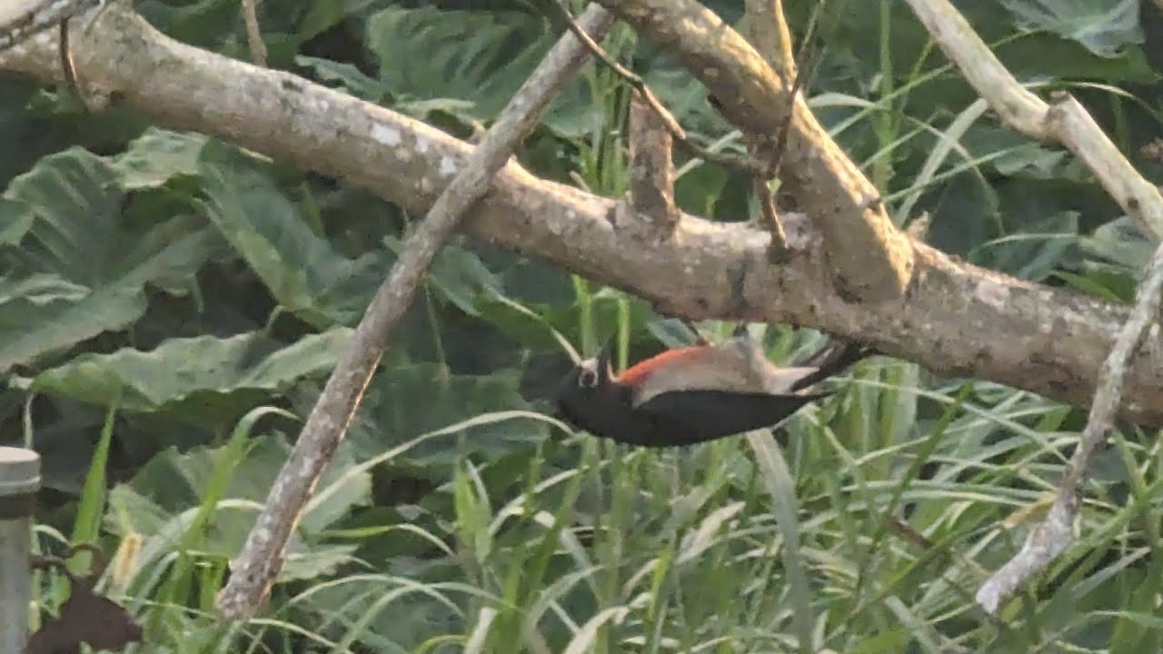 Pájaro Carpintero de Puerto Rico / Puerto Rican Woodpecker YouTube