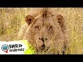 Löwen: Kontrolle mit Folgen | OLI's Wilde Welt | SWR Kindernetz