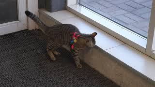 Кошка которая гуляет сама по себе Кошка которая гуляет сама по себе