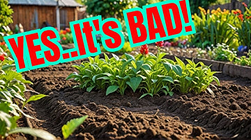 What Are the LIMITS of Using Chicken Manure in Your Garden