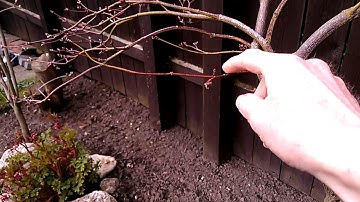 Japanese Maple Dissectum - Pruning And Shaping (part 1)