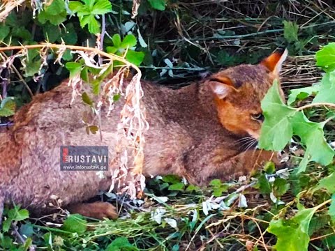 მტაცებელი ცხოველი რუსთავის ტყეში