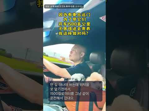 위탁 대신 1500km 같이 운전해서 데려간 강아지들