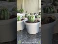 So inlove 😍#minicactus#indoorplants #houseplants #plantlover#thenaturenook #natureslittlesanctuary