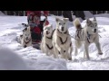 Trineos en la nieve, con perros Alaskan y Siberian Huskies