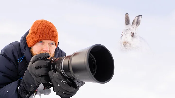 Photographing Mountain Hares in the Snow | WILDLIF...