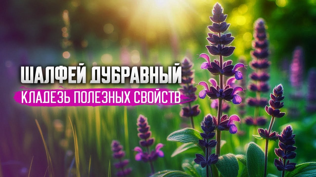 В поисках Шалфея Дубравного: Антисептик, Антиоксидант и Антистресс.