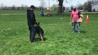 MrK9 Dog Training - Protection Demonstration