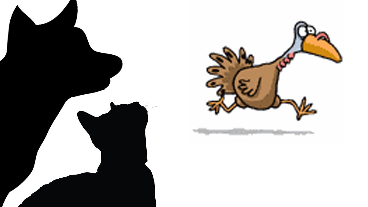 CAT GAMES GET THAT TURKEY!!! (FOR CATS ONLY) YouTube