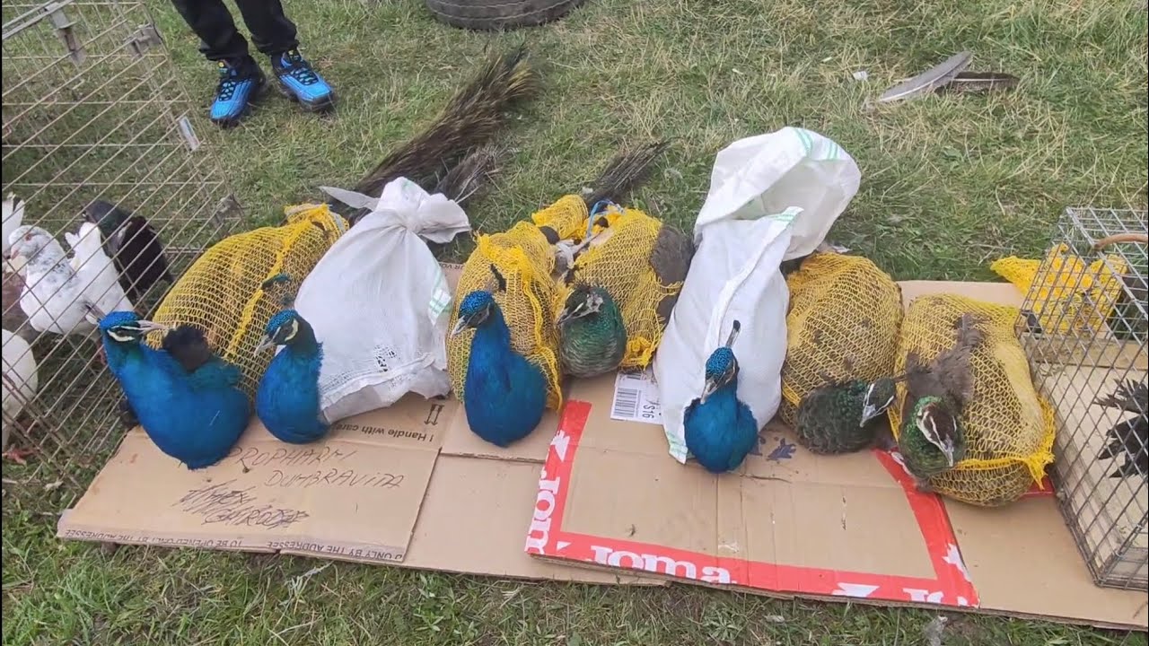 Târgul de primăvară de la Răcășdia 30.03.2025.