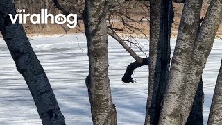 Cars Drive Down Frozen Fox River || ViralHog