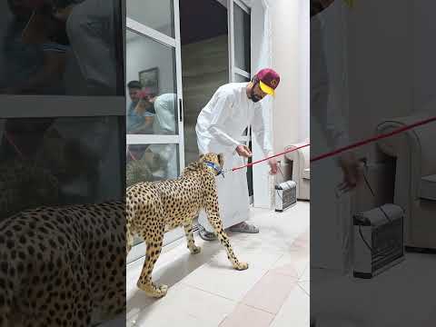 Beautiful Cheetah in The House | Nouman Hassan |