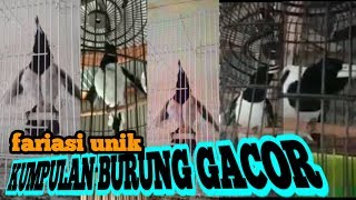 Jagal Papua Gacor 2020