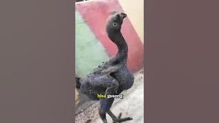 DON'T GO NEAR THE FIRE, IT WILL BURN!? #trending #chicken #shorts