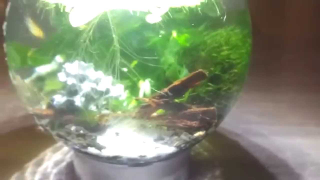 mini aquascape by mika fufu