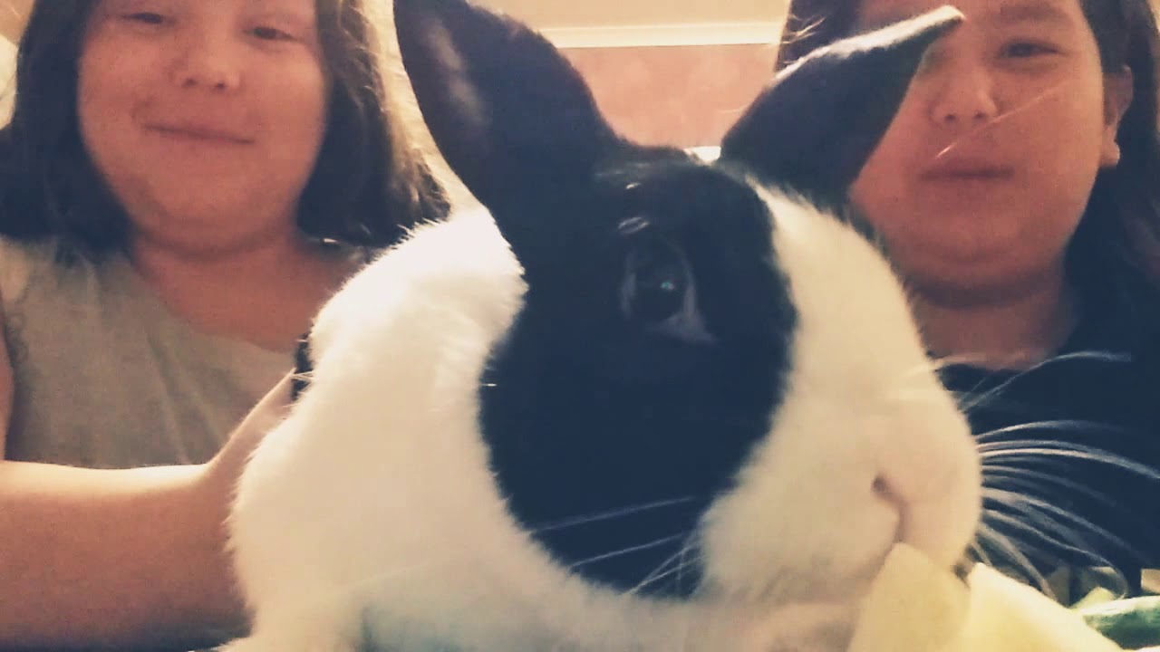 Behind the scence of my savage bunny - YouTube