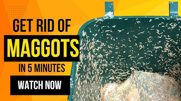 How To Get Rid of Maggots From Your Bins in Seconds For FREE