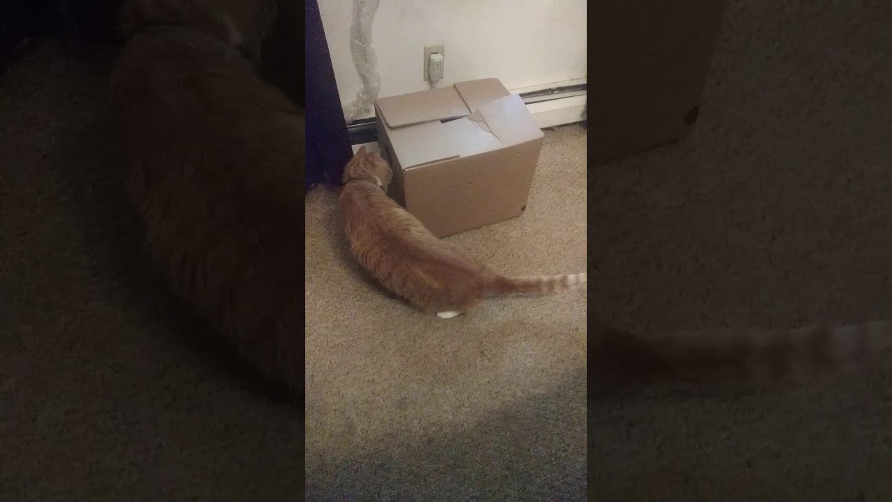 Kitty Investigation By Fats (take 1) cats