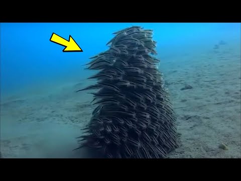 Video: Zanimljivosti iz života riba. Najzanimljivija činjenica o ribi